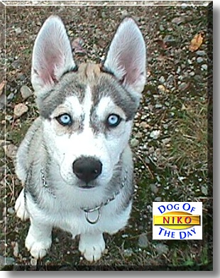 Nikolai Tiberius, the Dog of the Day