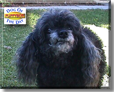 Puppy Boy, the Dog of the Day