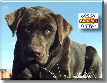 Gertrude, the Dog of the Day