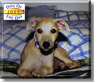 Joey, the Dog of the Day