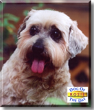 Rosie, the Dog of the Day