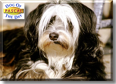 Pascal, the Dog of the Day