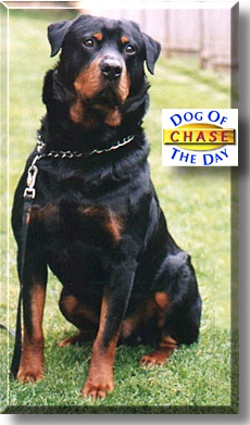 Chase, the Dog of the Day