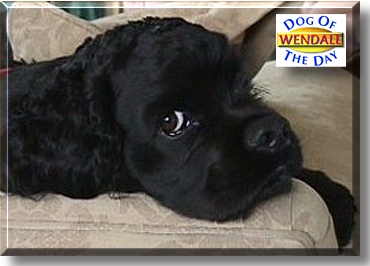 Wendall, the Dog of the Day