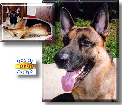 Torgo, the Dog of the Day