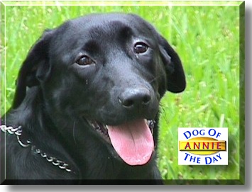 Annie, the Dog of the Day