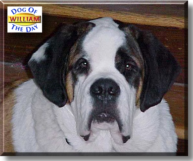 William, the Dog of the Day