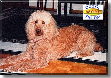 Worf, the Dog of the Day