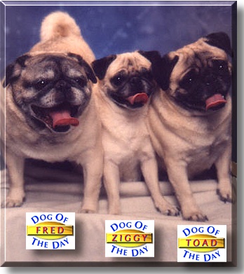 Fred, Ziggy, and Toad, the Dog of the Day