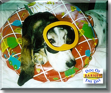 Barney, the Dog of the Day
