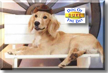 Duke, the Dog of the Day