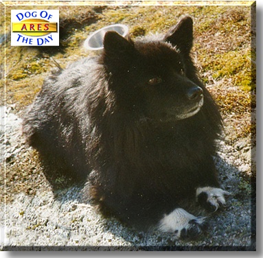 Ares, the Dog of the Day