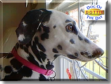 Dottie, the Dog of the Day