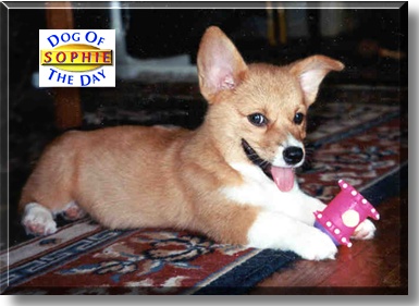 Sophie, the Dog of the Day