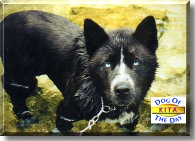 Kita, the Dog of the Day