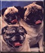 Fred, Ziggy, Toad