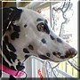 Dottie