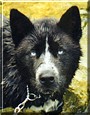 Kita