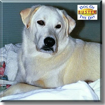 Buster, the Dog of the Day