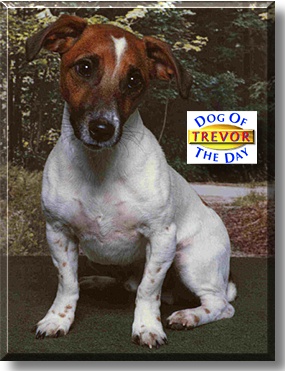 Trevor, the Dog of the Day