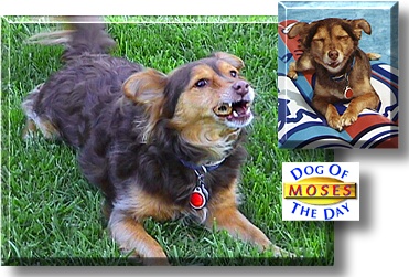 Moses, the Dog of the Day