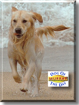 Murray, the Dog of the Day