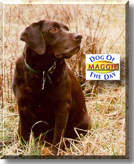 Maggie, the Dog of the Day