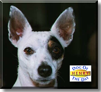 Henry, the Dog of the Day