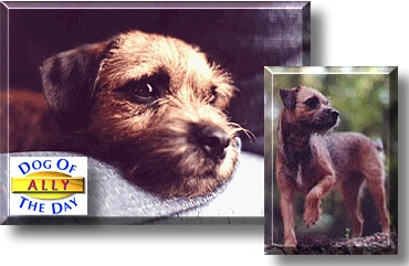 Ally, the Dog of the Day