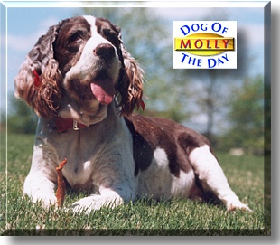 Molly, the Dog of the Day