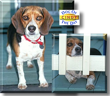 Cindy, the Dog of the Day