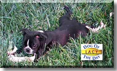 Lacy, the Dog of the Day