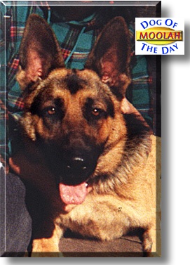 Moolah, the Dog of the Day