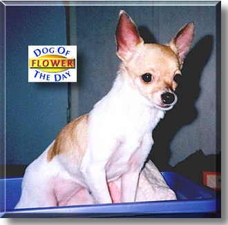 Flower, the Dog of the Day