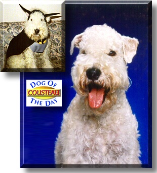 Cousteau, the Dog of the Day