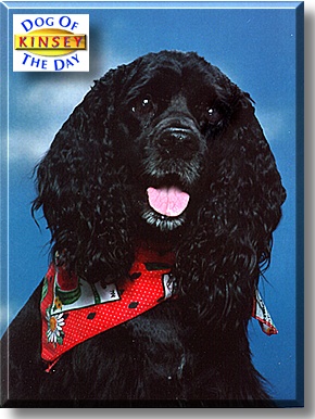 Kinsey, the Dog of the Day