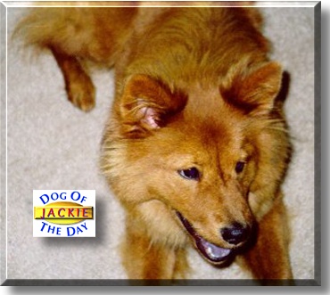 Jackie, the Dog of the Day