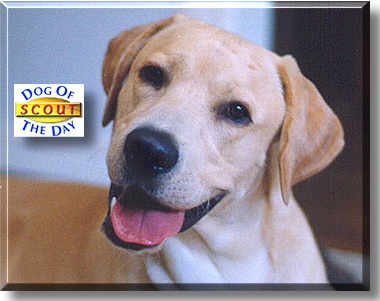 Scout, the Dog of the Day