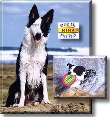 Nina, the Dog of the Day