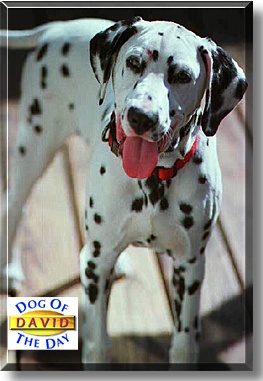 David, the Dog of the Day
