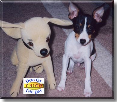 Chico, the Dog of the Day