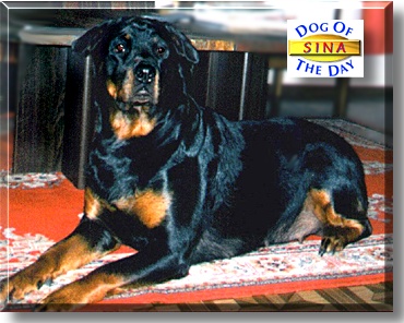 Sina, the Dog of the Day