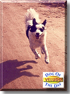 Veludo, the Dog of the Day
