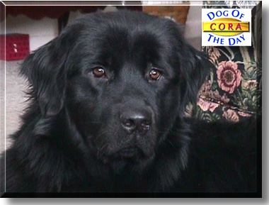Cora, the Dog of the Day