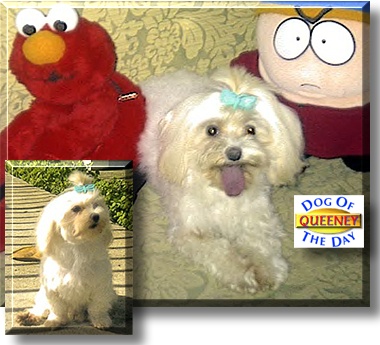 Queeney, the Dog of the Day