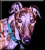 Lulu