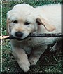 Toby