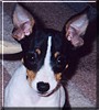 Chico