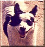 Veludo