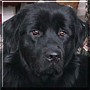 Cora